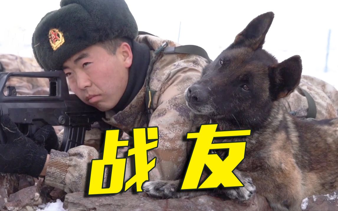 “戍边”军犬上班时VS下班后的不同表现