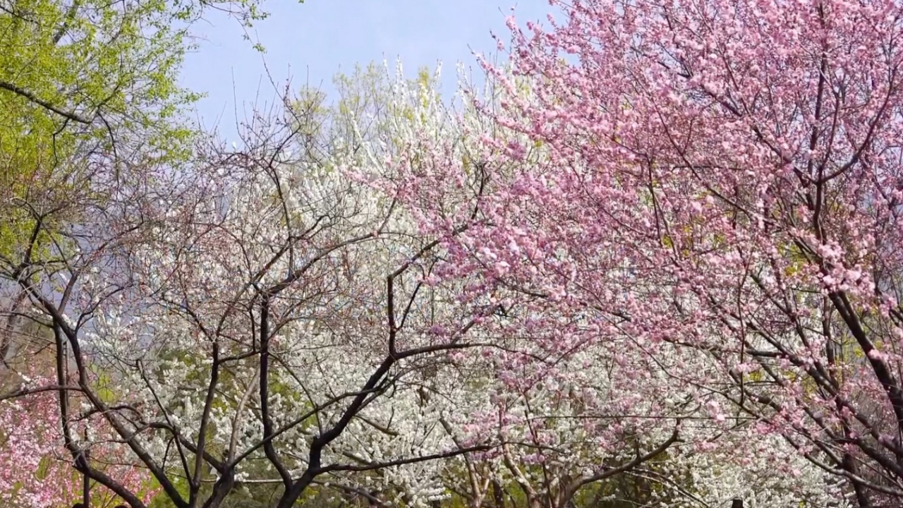 神仙体验！来国家植物园畅游春山醉花间