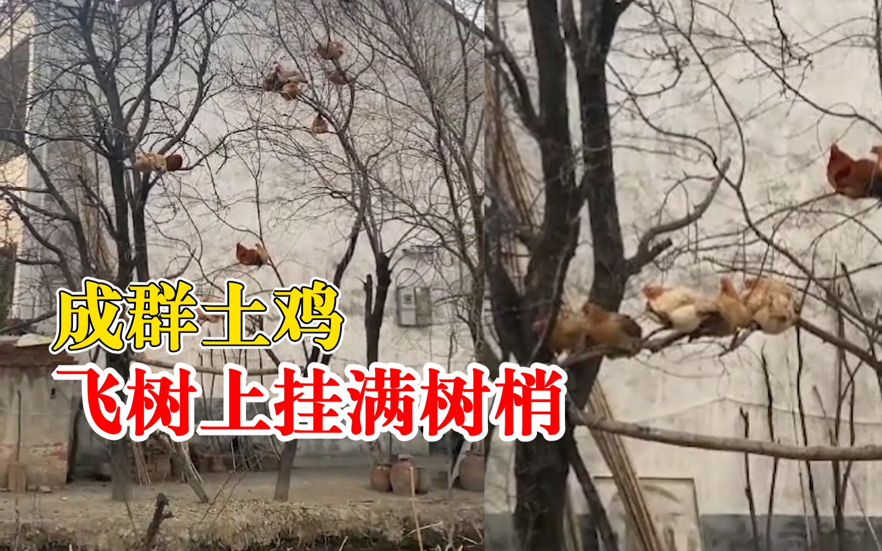 成群土鸡飞树上挂满树梢，拍摄者：树很高，不知道怎么上去的
