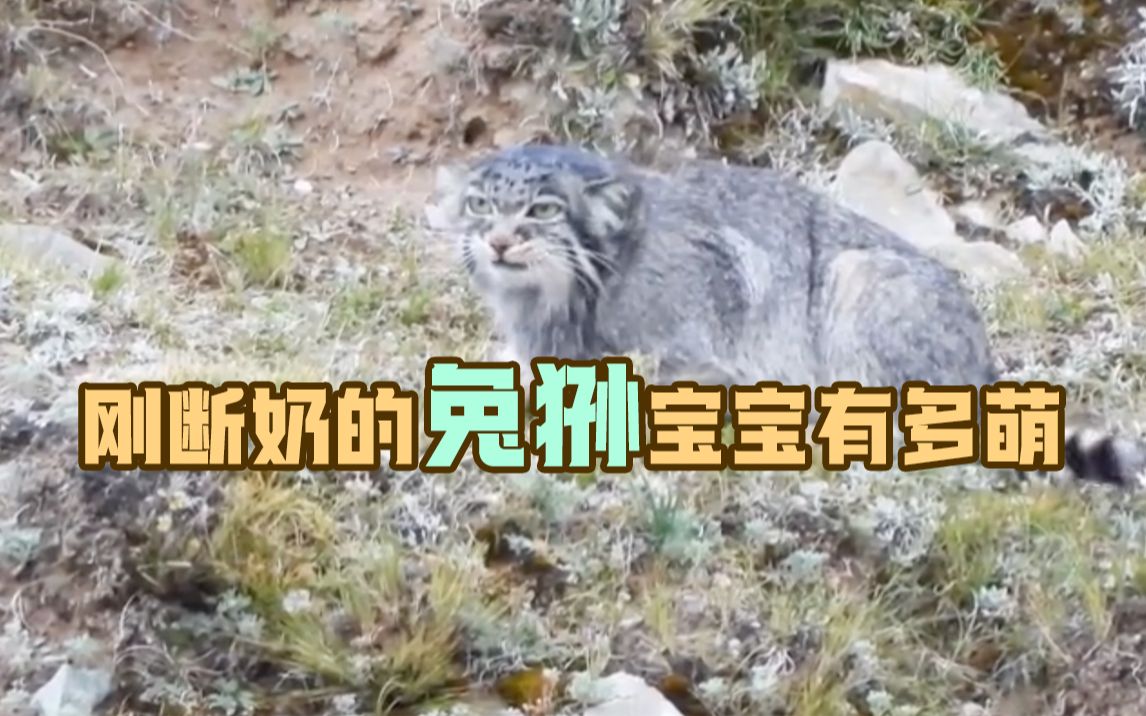 一只兔狲一生要吃掉约10000只鼠兔