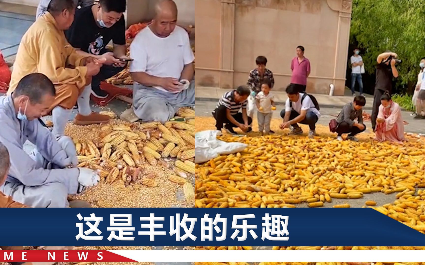 河南白马寺玉米丰收，僧人坐地剥玉米被围观，游客后来也加入了