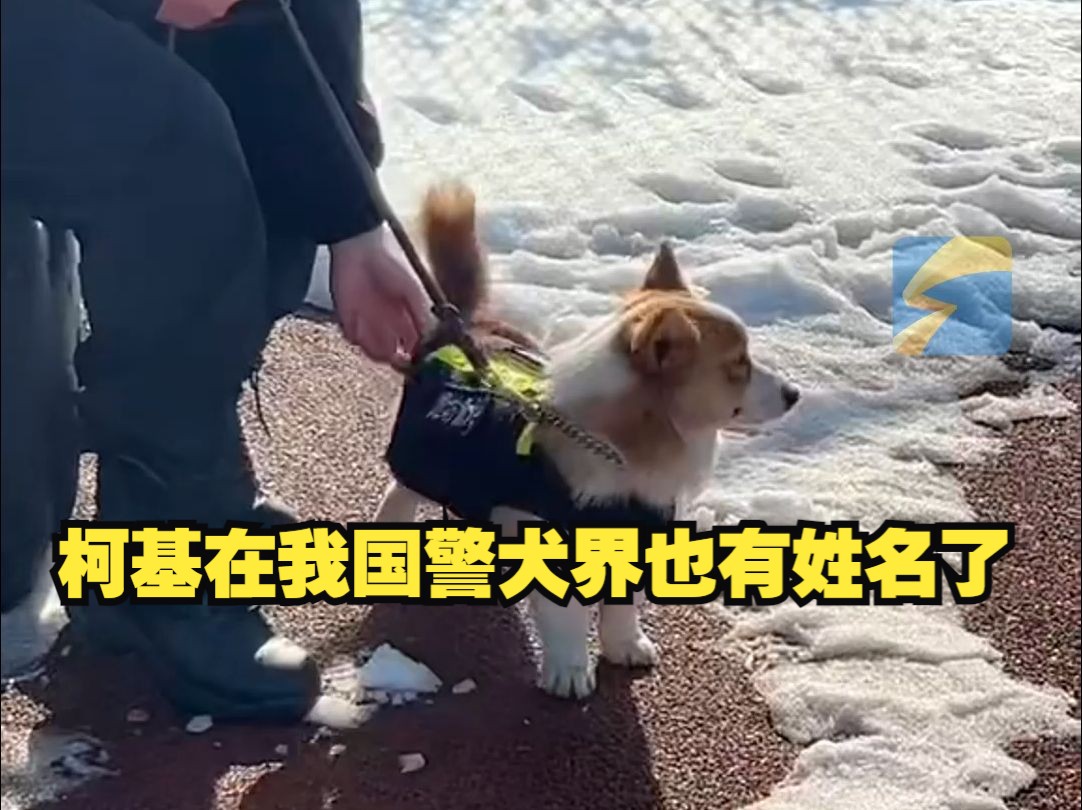 柯基警犬和公众见面被摸不停~
