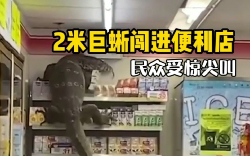 2米长巨蜥闯进便利店横冲直撞，现场群众受惊尖叫