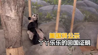 美国将公示丫丫乐乐的回国证明
