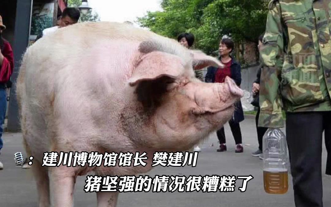 四川建川博物馆：兽医说“猪坚强”已入弥留