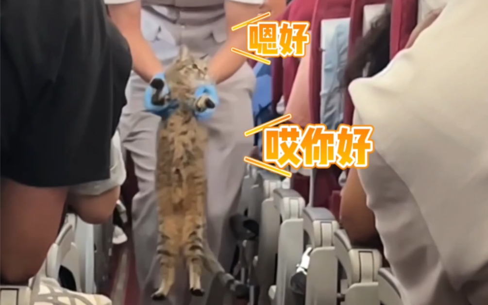 猫咪坐飞机变身好奇宝宝…空乘：请勿触摸其他乘客的肚皮！