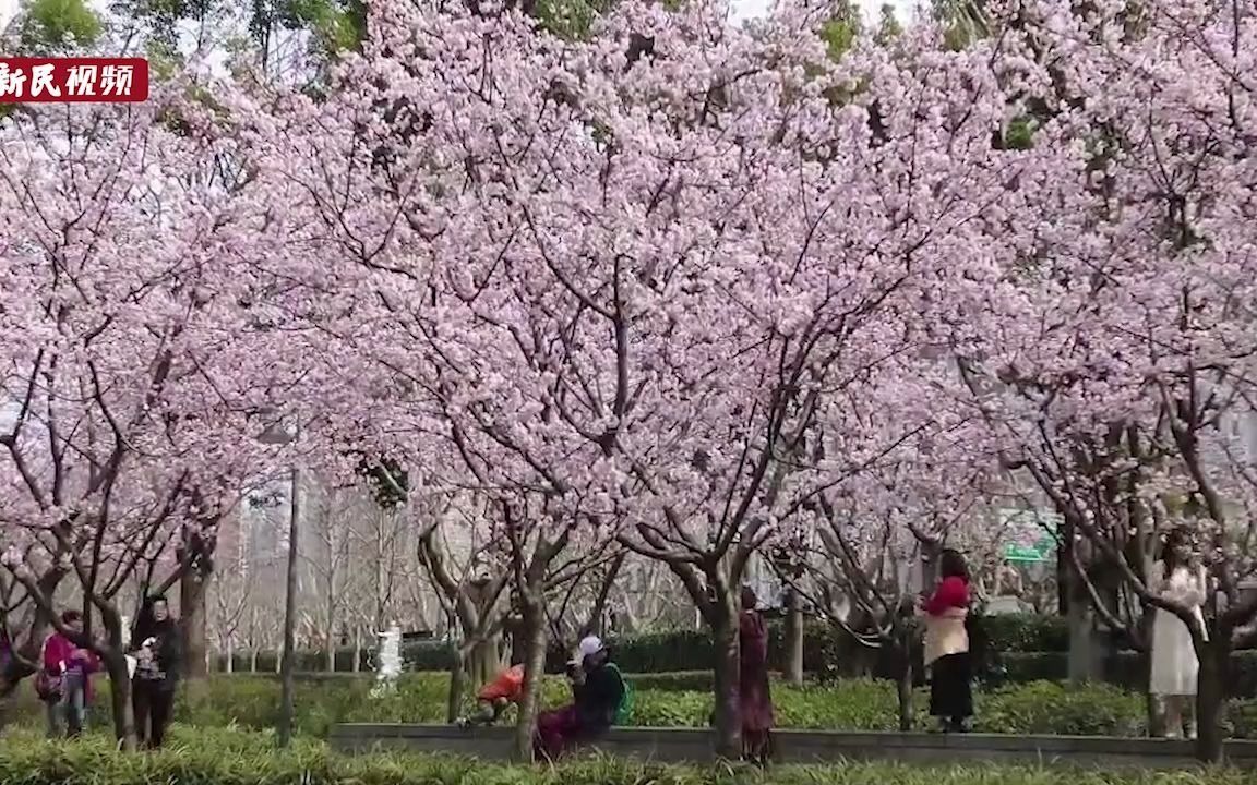 约起！申城首波樱花绽放