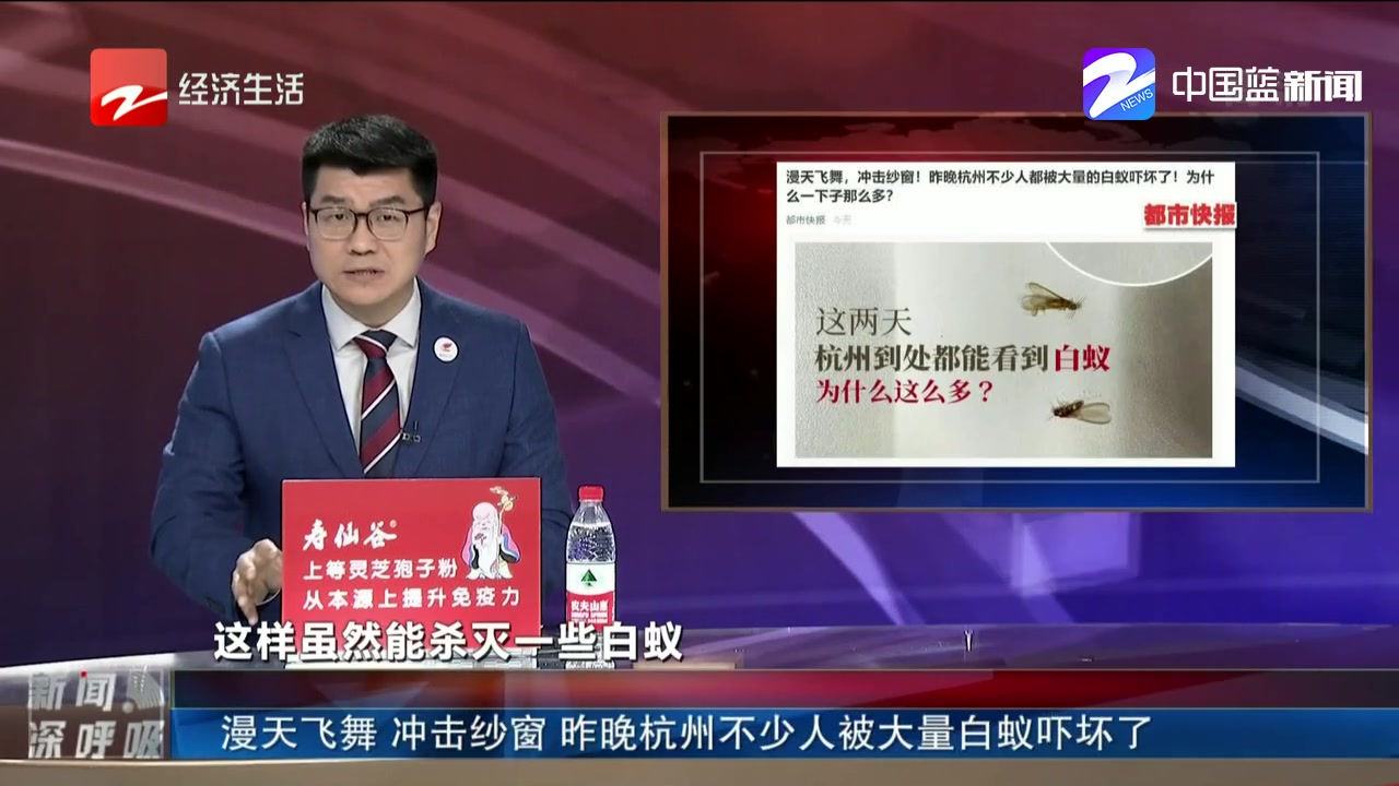 漫天飞舞 冲击纱窗 昨晚杭州不少人被大量白蚁吓坏了