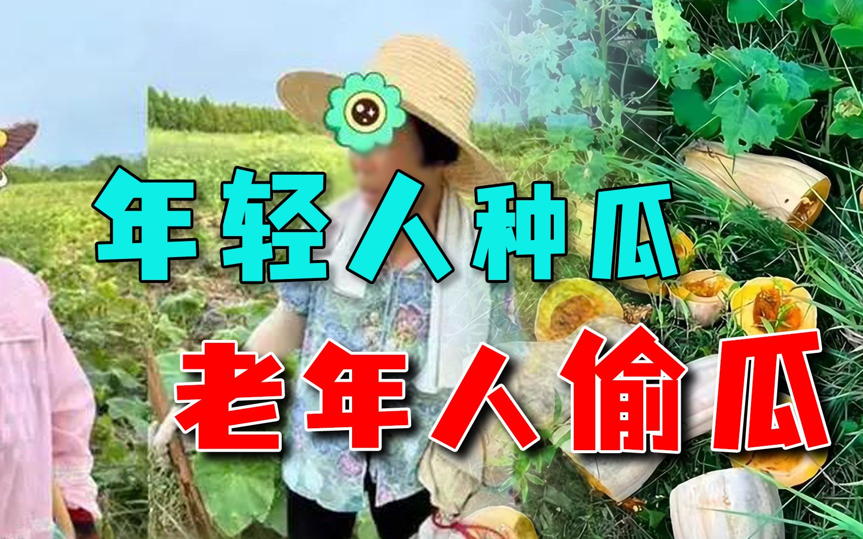 女子投资百万回乡种南瓜，被老人组团偷、砸，年轻人创业怕了
