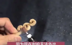 高校男生自制桃木簪子送女同学，中途锯子还划伤了手，想当面亲手送给女孩。