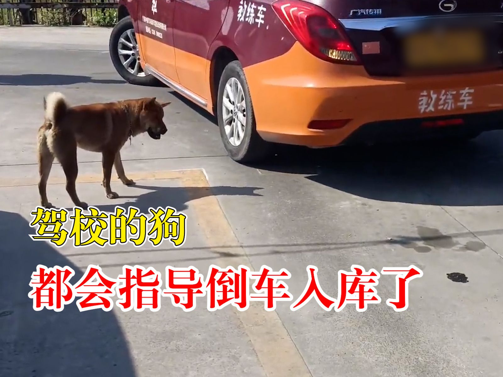 驾校的狗都会指导倒车入库了，网友：黄教练真有两下子