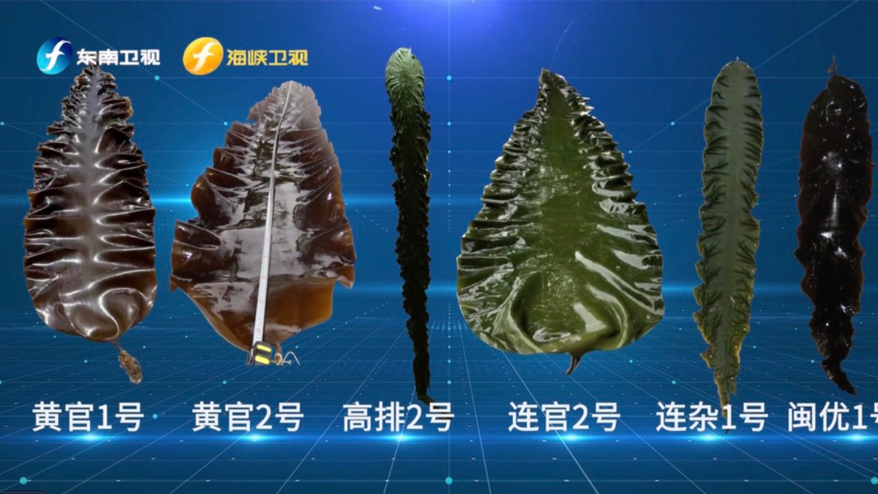手握“芯片” 中国海带之乡真“带劲”
