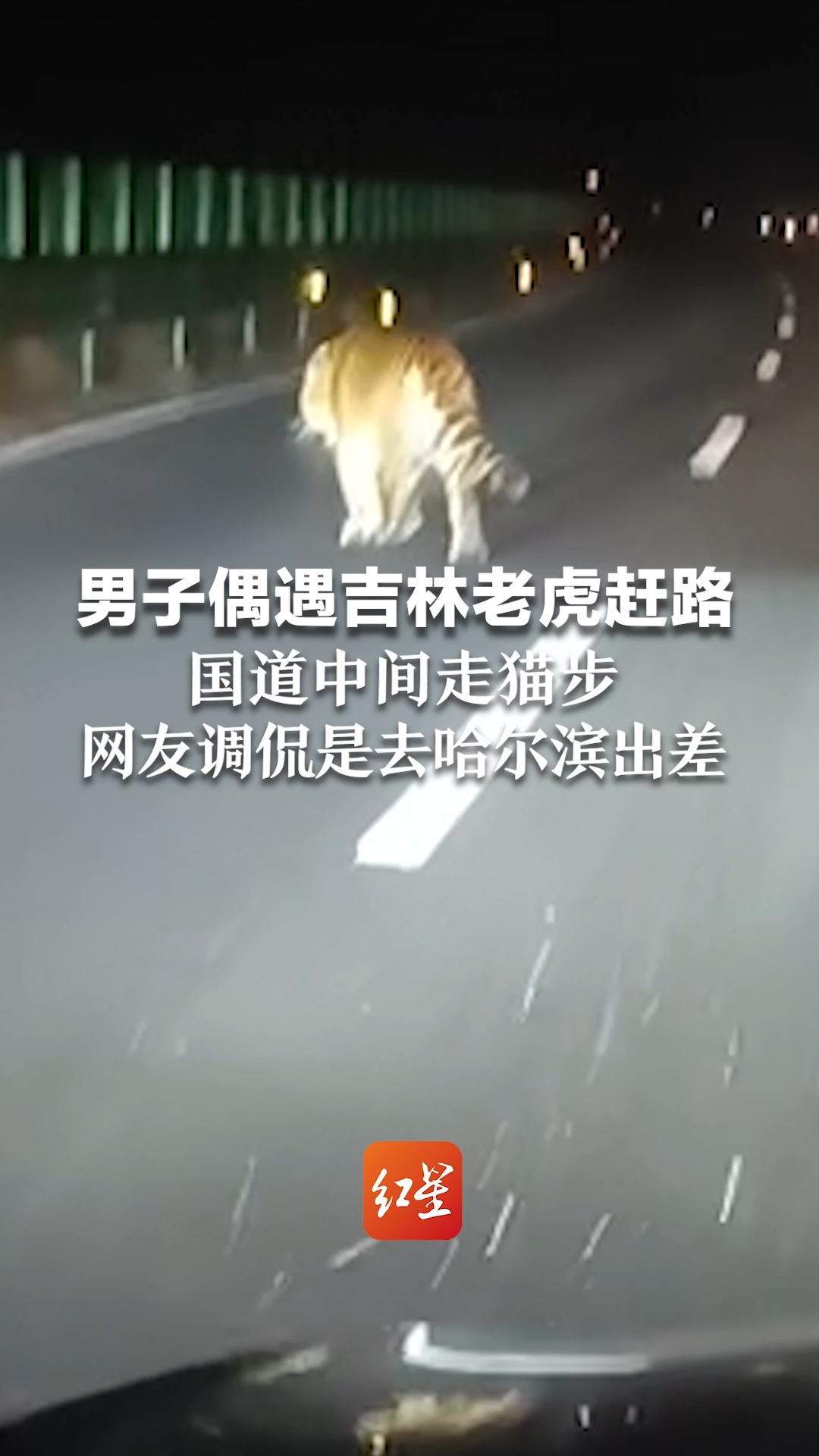 男子偶遇吉林老虎赶路，国道中间走猫步，网友调侃是去哈尔滨出差