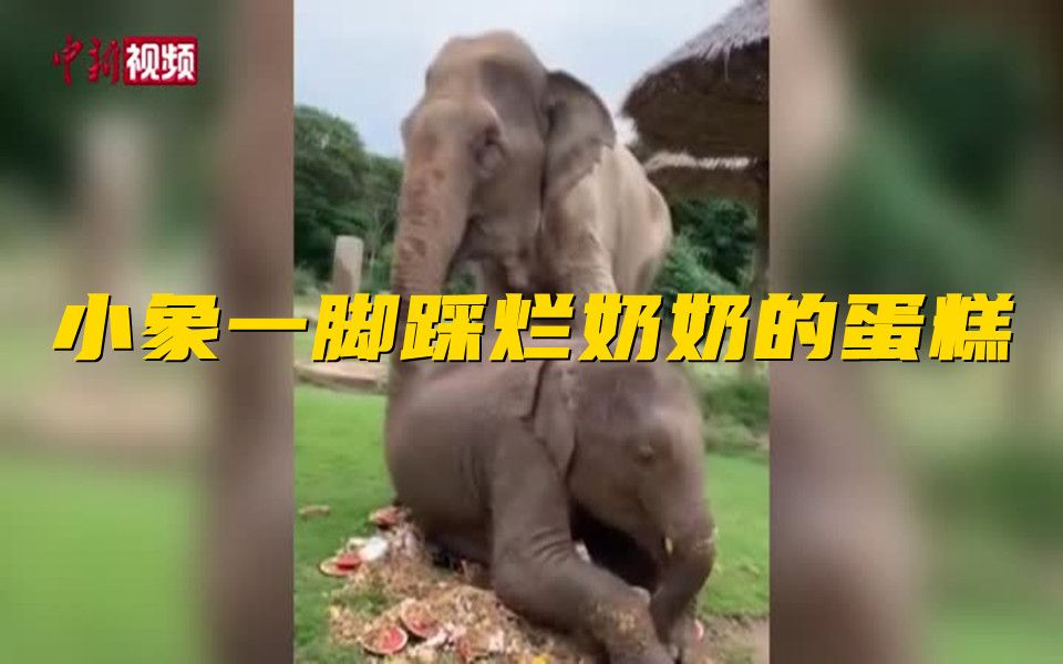 上去就是一脚！泰国小象踩烂奶奶的蛋糕