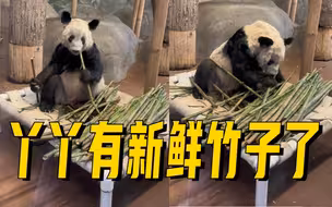 丫丫有了这么多新鲜竹子
