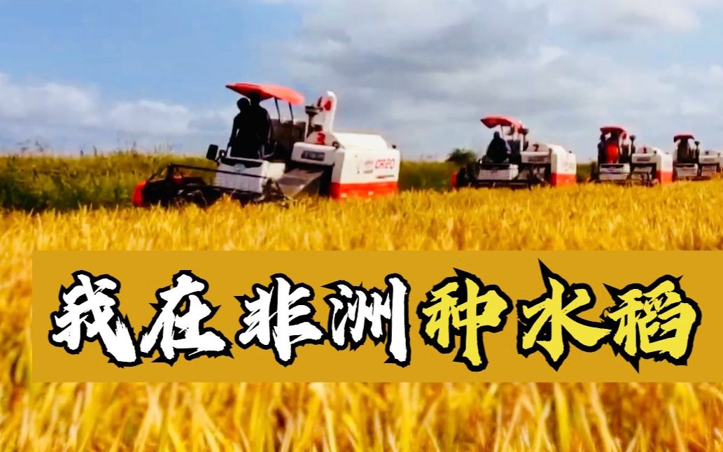 我在非洲种水稻