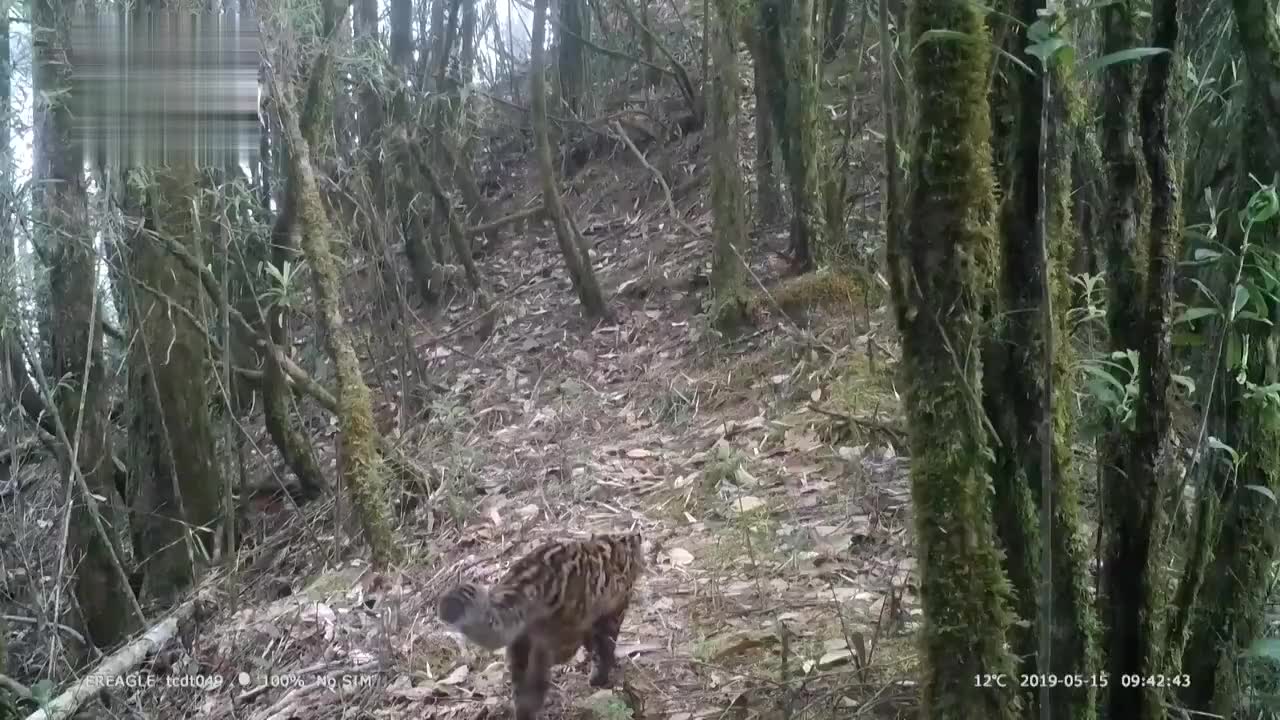 云南保山拍到珍稀野生动物云猫 可可爱爱！