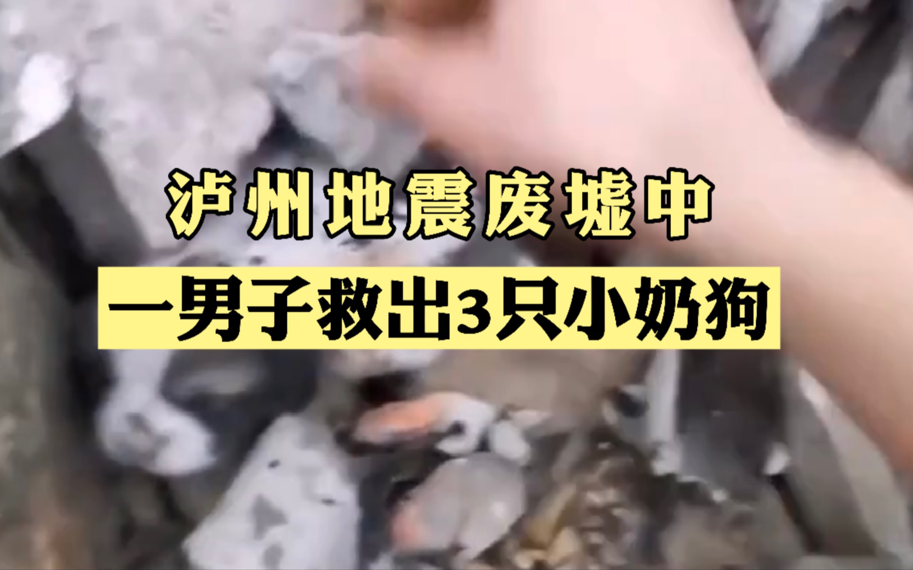 暖心！泸州地震废墟中 一男子救出3只小奶狗