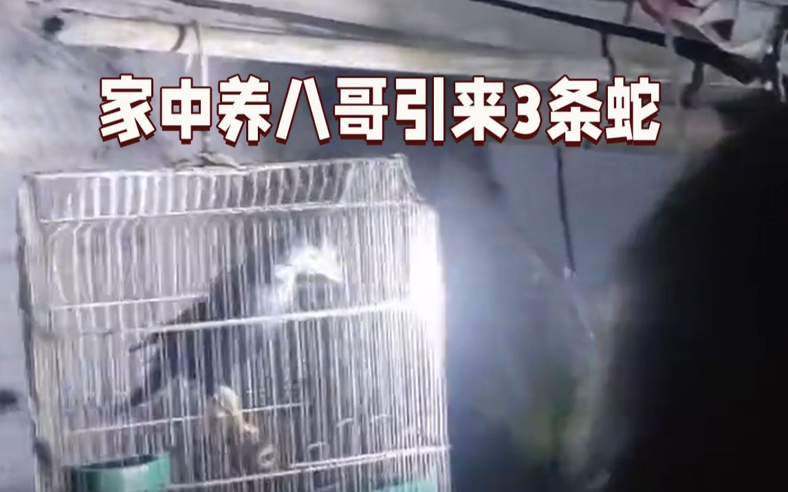 家中养八哥引来3条长蛇 消防员紧急上门捉“虫”