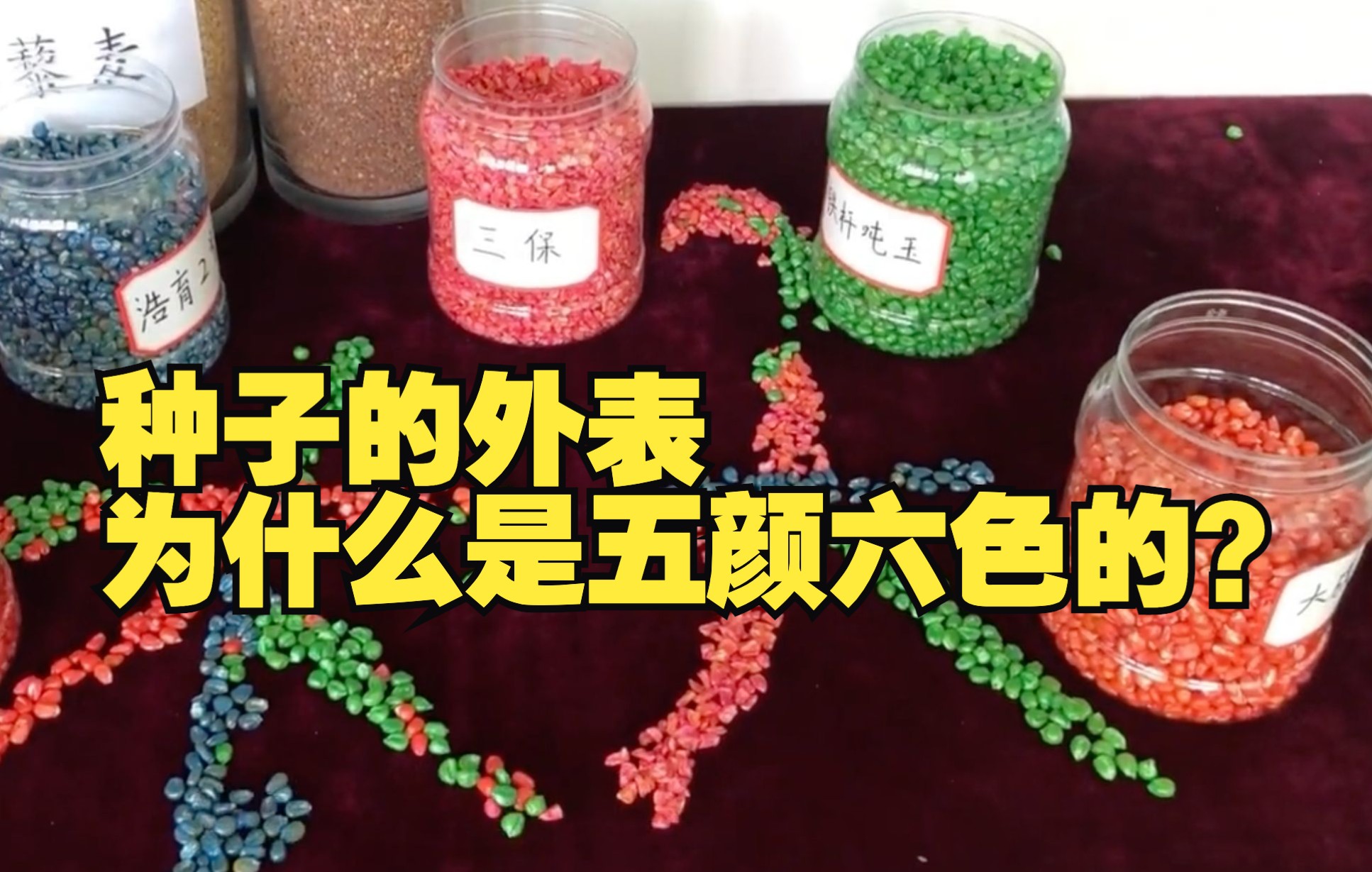 种子的外表为什么是五颜六色的？