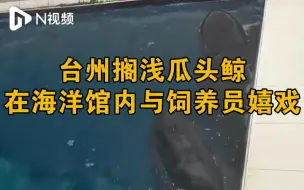 台州搁浅瓜头鲸体力状态正在恢复，海洋馆内与饲养员嬉戏