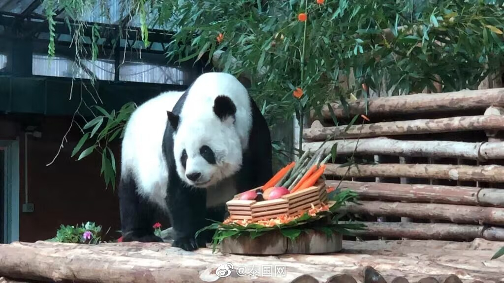痛心！旅泰大熊猫“林惠”去世