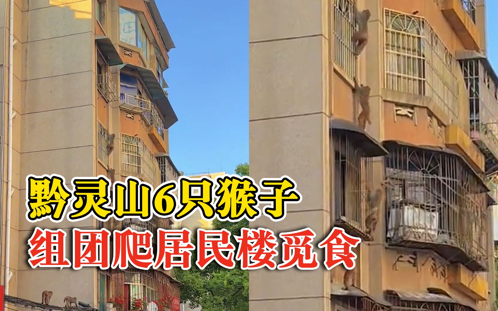 黔灵山6只猴子组团爬居民楼觅食，市民：经常发生，出门关好窗户