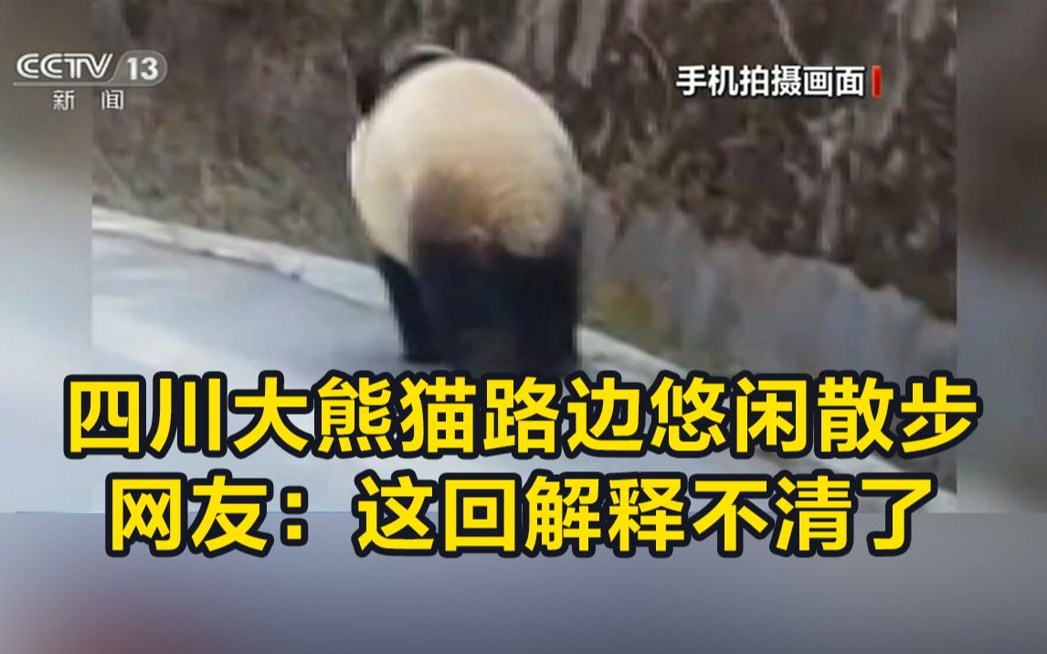 四川大熊猫路边悠闲散步 网友：这回解释不清了