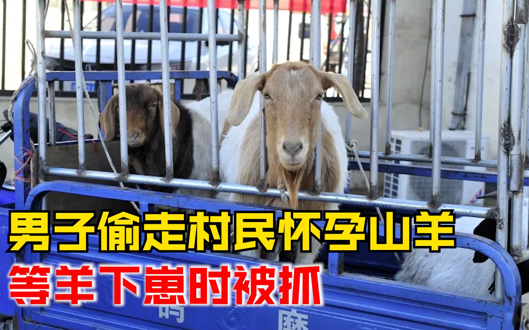 男子偷走村民怀孕山羊想等下了崽再销赃，结果2天后民警上门了