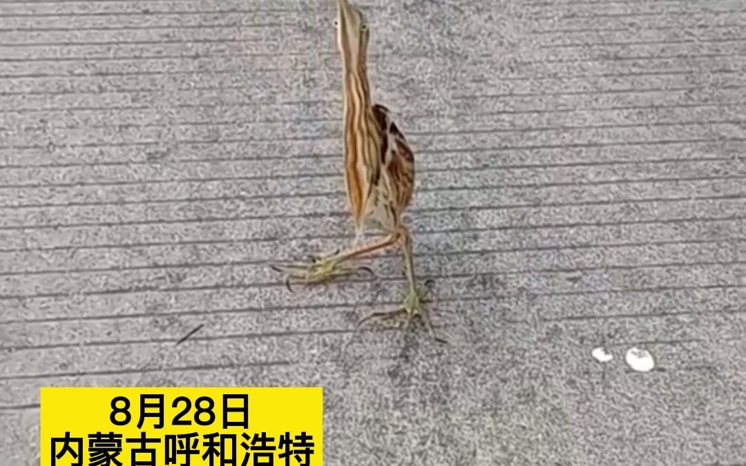 男子发现一只“纸片鸟”，僵直脖子如标本，网友：难道这就是传说中的“扁”鹊？
