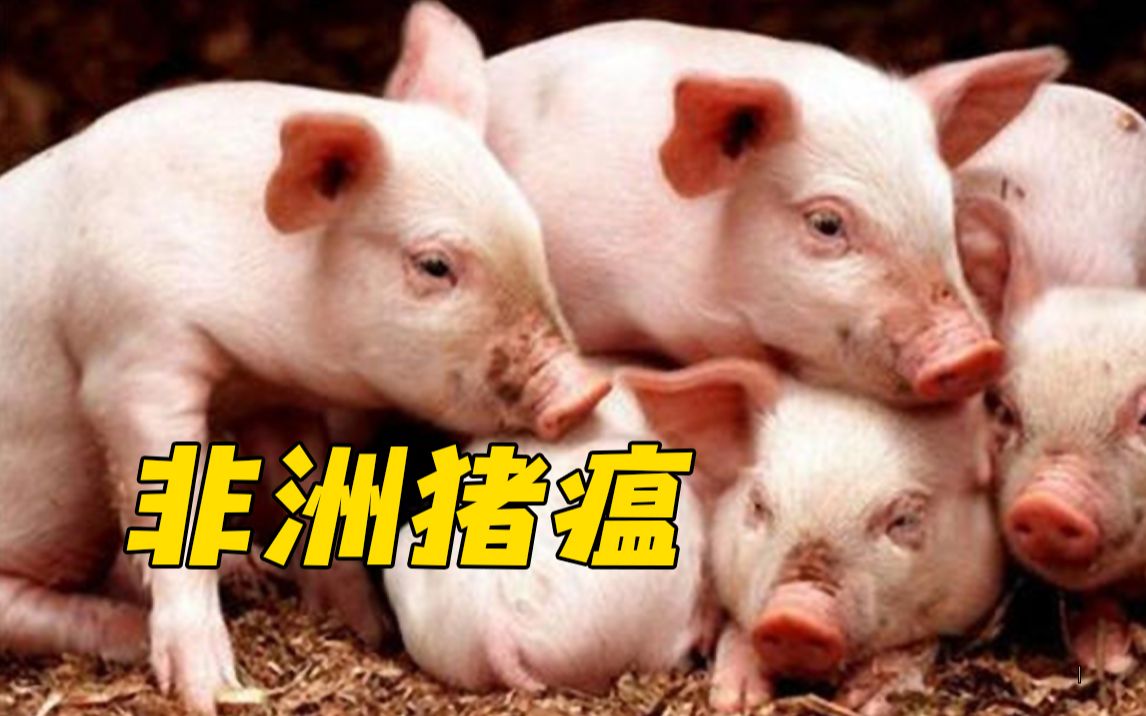 因非洲猪瘟暴发 菲律宾进入国家灾难状态