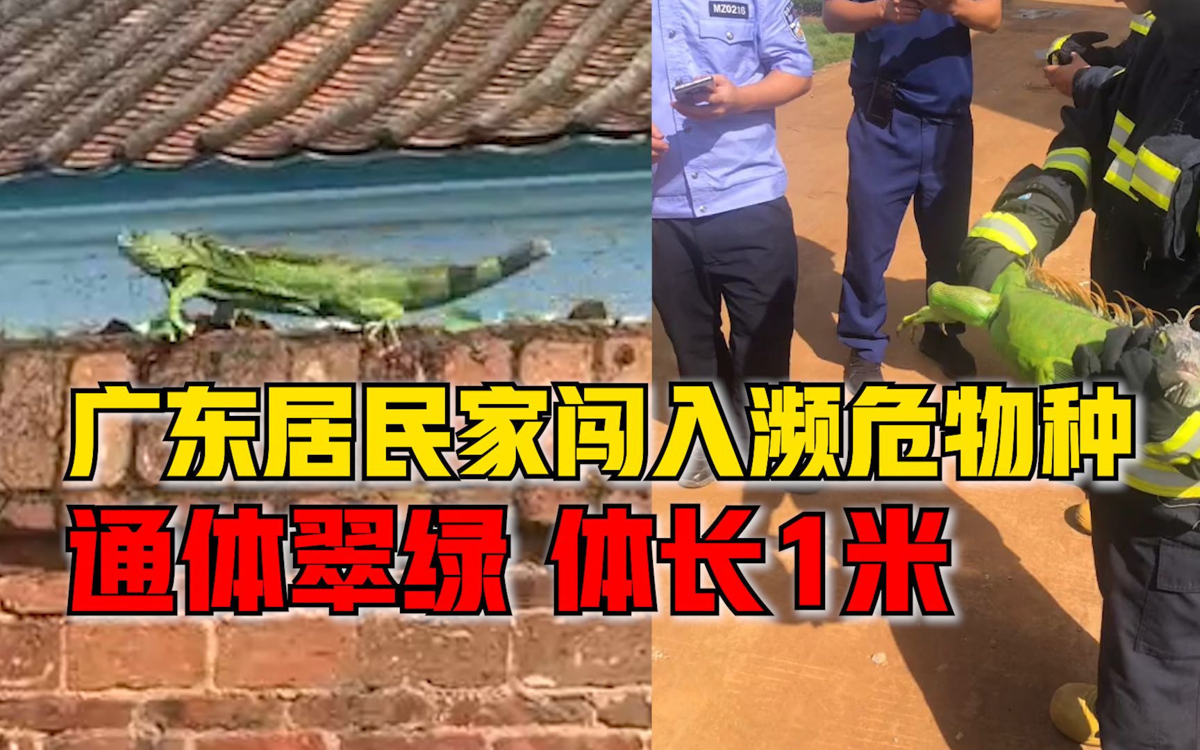广东一居民家闯入濒危物种绿鬣蜥：通体翠绿，有1米多长