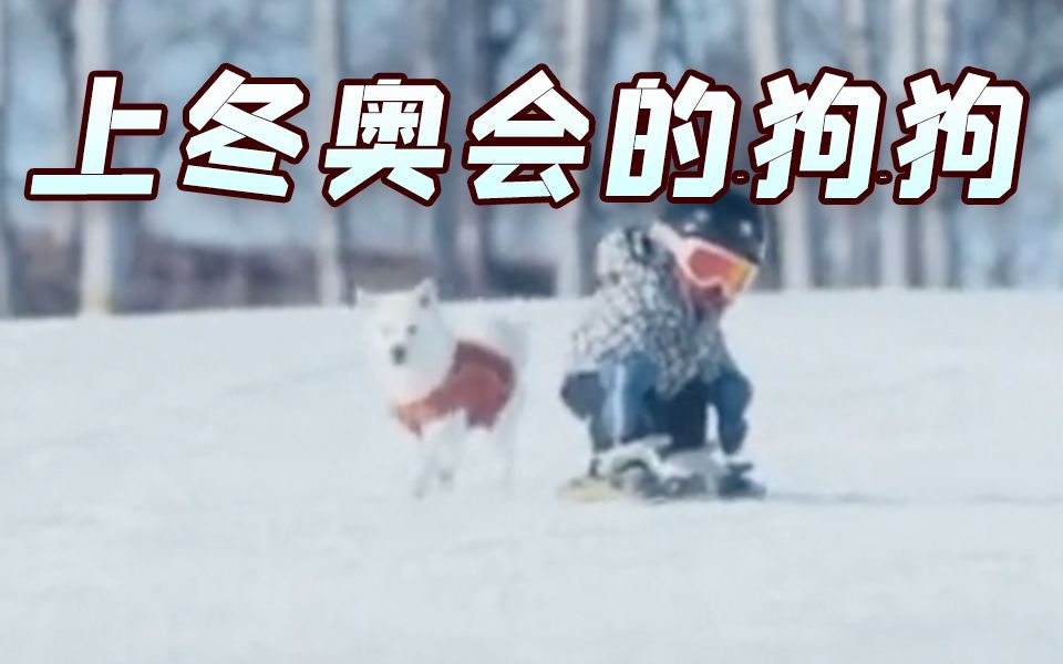 冬奥开幕式陪小主人滑雪的狗狗，背后故事很暖心