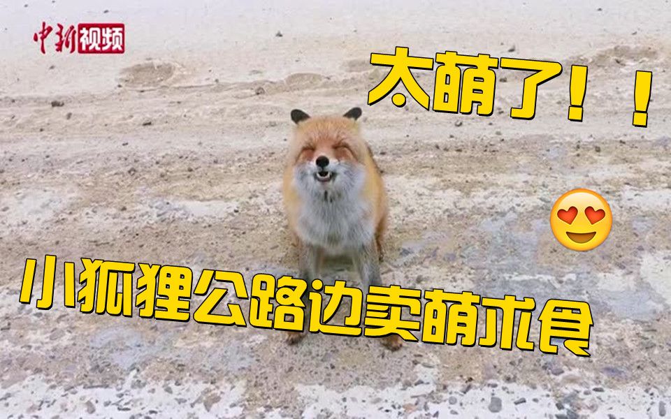 萌翻了！小狐狸公路边卖萌求食