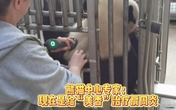熊猫中心专家抵美探访大熊猫“美香”一家：健康状况总体良好