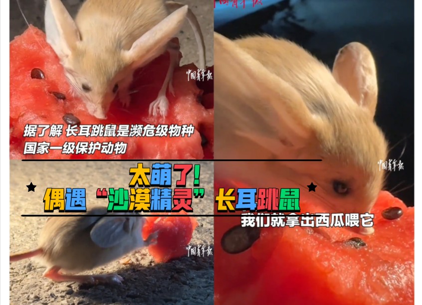 太萌了！游客在无人区附近偶遇“沙漠精灵”长耳跳鼠