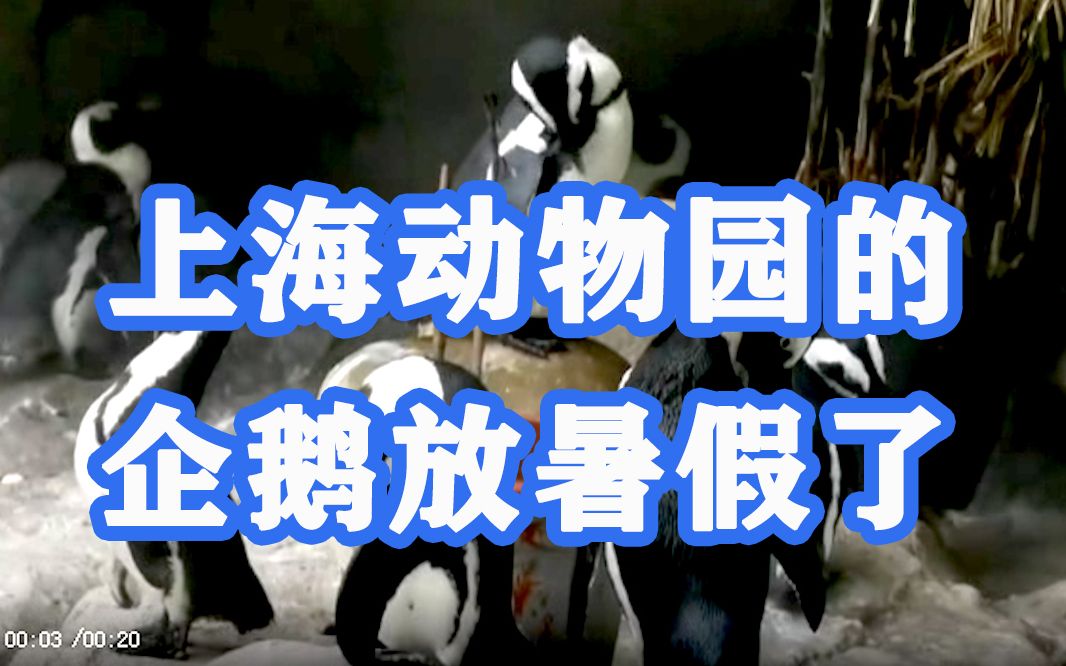夏日进行时，上海动物园企鹅放暑假了