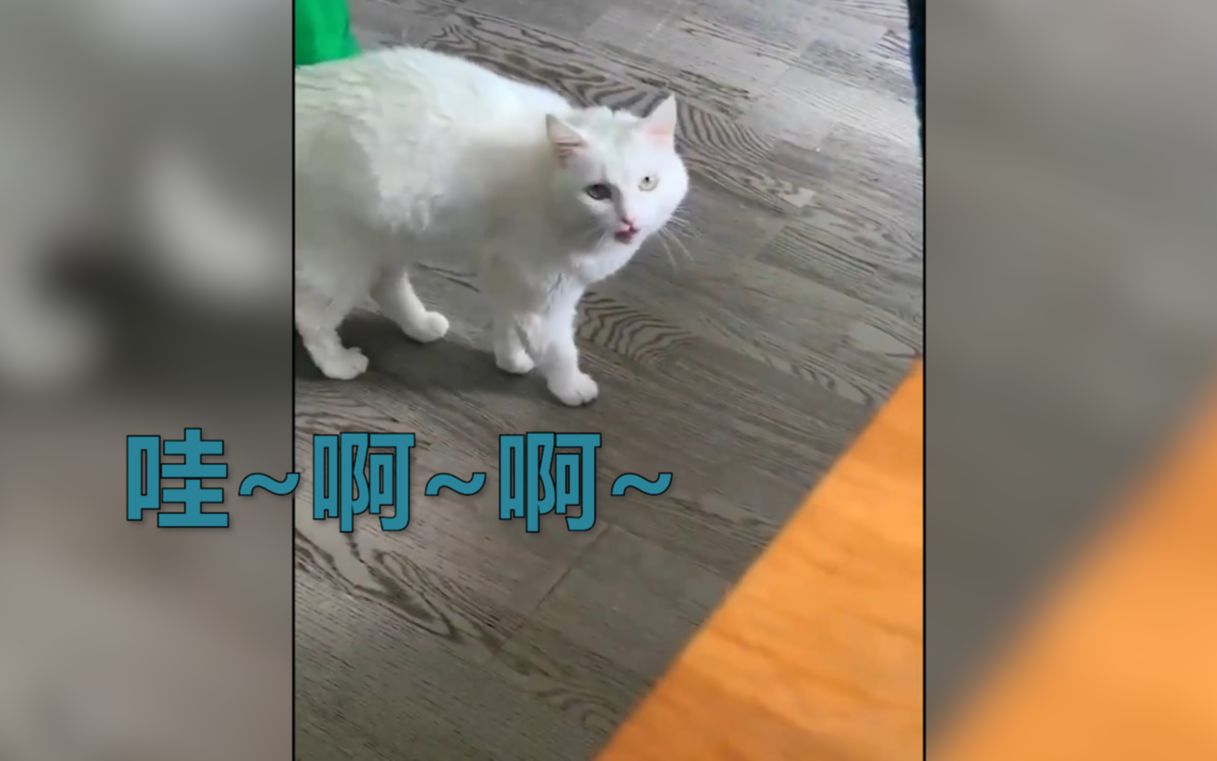 猫咪学说俄语超标准 全程“哇啊啊”还会弹舌音 网友：这是鹦鹉猫吗？