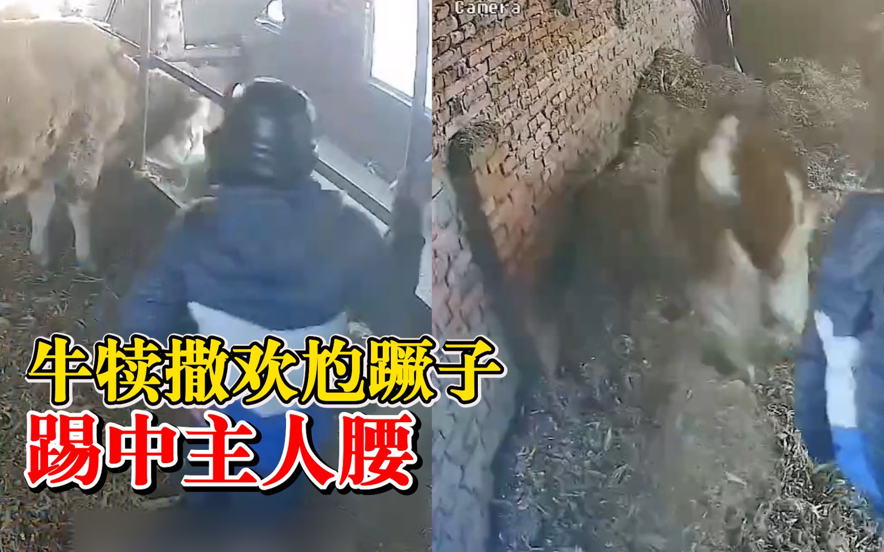牛犊撒欢尥蹶子踢中主人腰，知情人：主人刚喂完，准备清理牛槽