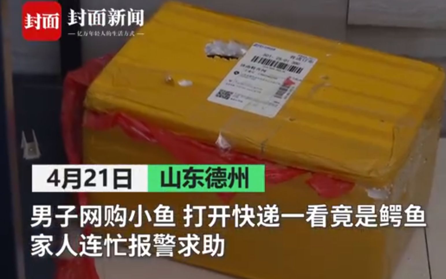 这个快递收不起！男子网购小鱼变暹罗鳄 吓得赶紧报警求助