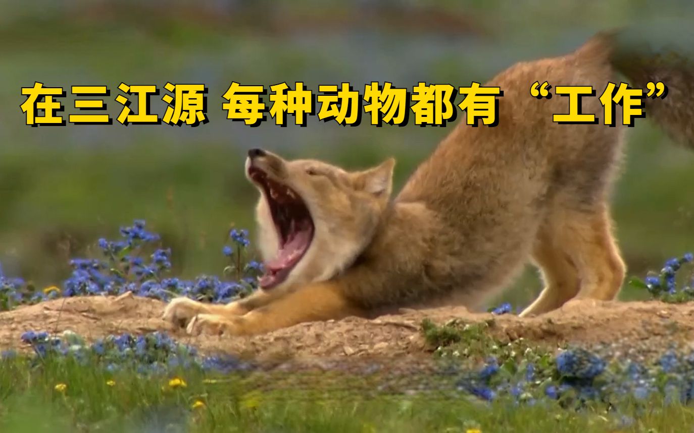 在三江源地区 每种动物都有“工作”