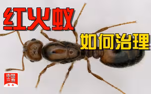 【聚焦三农】红火蚁如何治理