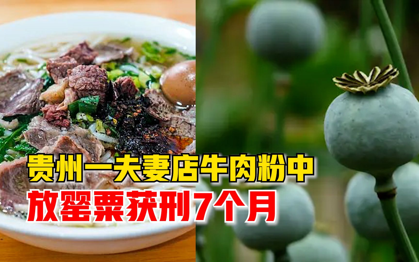 贵州一夫妻店牛肉粉中放罂粟获刑7个月：上交未使用罂粟果180颗