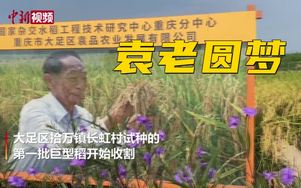 重庆巨型水稻收割 圆袁隆平“禾下乘凉梦”