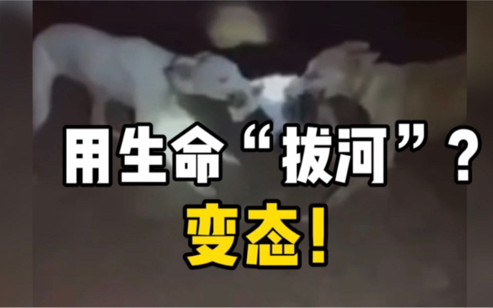 男子放任自家的两只狗咬死两只流浪猫，在撕扯期间该男子边拍视频边喊“拔河比赛”