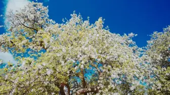 乌拉特后旗两株百年海棠树春日迎风盛放，观百年海棠、游戈壁草原，在无垠戈壁中体会丝丝浪漫惬意。#最美中国 #走进春天里的中国