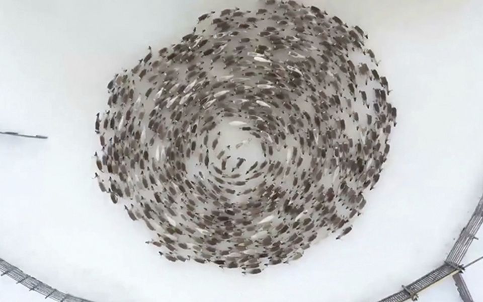 美到眩晕！俄罗斯数百驯鹿转成震撼同心圆保护弱小