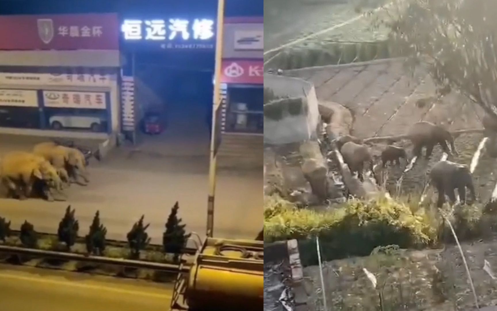 云南15头大象闯入县城 并排在街头悠闲遛弯 村民吓得四散而逃