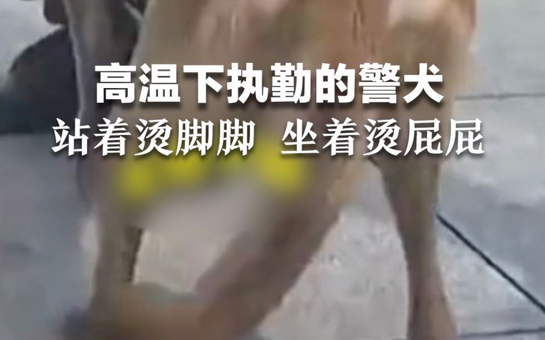 高温下执勤的警犬，站着烫jio jio，坐着烫屁屁。