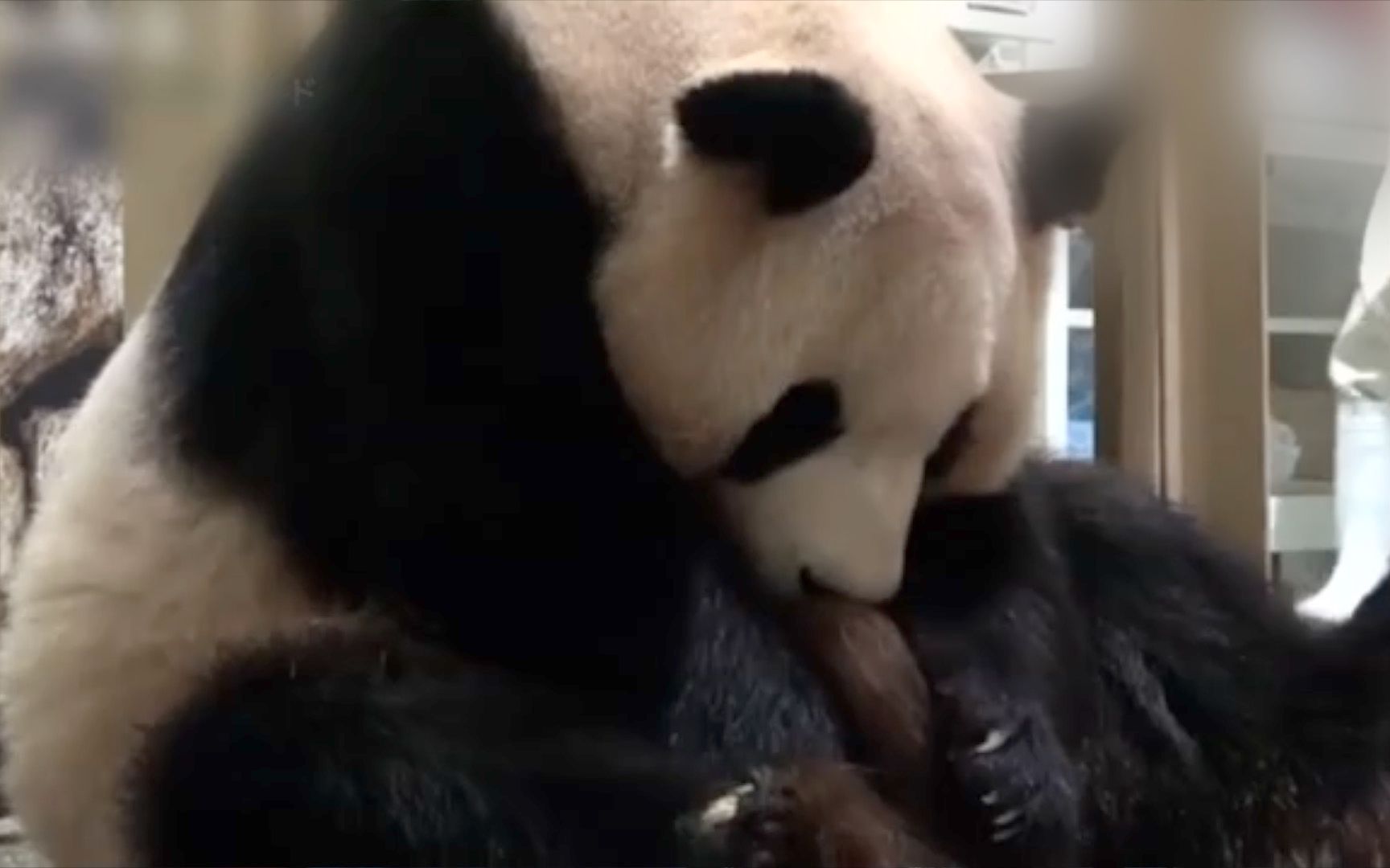 又一只可爱的熊猫宝宝！赵立坚为旅日熊猫宝宝送祝福